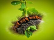 Mäng Caterpillar vastse loomade mosaiik Internetis