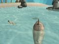 MĂ€ng Shark Simulator Beachi tapja Internetis MĂ€ng Shark Simulator Beachi tapja Internetis