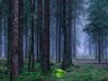 Mäng Müstiline päikeseloojang metsas  Internetis
