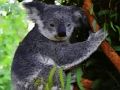 Mäng Armas beebi Koala karu  Internetis