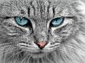 Mäng Kassisilma pusle  Internetis