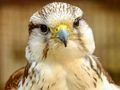 Mäng Gyrfalconi pusle  Internetis