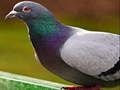 Mäng Pigeon pusle  Internetis