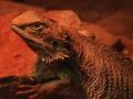 Mäng Dragon Lizard pusle  Internetis