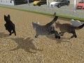 Mäng Jookse Cat Cat Race  Internetis