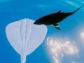 Mäng Stingrays surfamine  Internetis