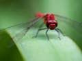 Mäng Dragon Fly pusle  Internetis