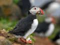 Mäng Puffin Bird pusle  Internetis