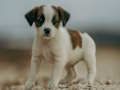 Mäng Jack Russell Pusle  Internetis