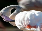 Mäng Flamingo linnu pusle  Internetis