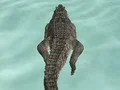 Mäng Crocodile Simulator Beach Hunt Internetis