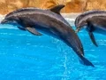Mäng Sea Dolphin Jigsaw Internetis