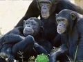 Mäng Funny Chimpanzee Jungle Escape Internetis
