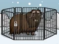 Mäng Rescue The Musk Ox Internetis