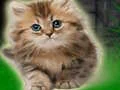 Mäng Couple Kitten Escape Internetis