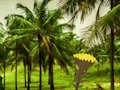 Mäng Escape From Coconut Land Internetis