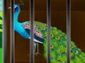 Mäng Liberate the Caged Beauty Internetis