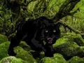 Mäng Escape from Black Panther Forest Internetis