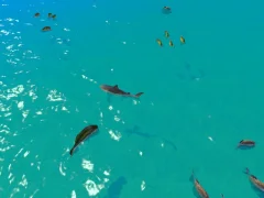Mäng Hungry Shark Hunt Internetis