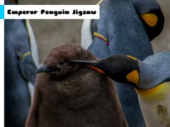 Mäng Emperor Penguin Jigsaw Internetis