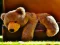 Mäng Plush Teddy Bear Internetis