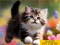 Mäng Puzzle Sliding Kittens Internetis