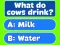 Mäng Trivia! Best Family Quiz Internetis