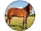 Mäng Animal Quiz Internetis