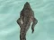 Mäng Crocodile Simulator Beach Hunt Internetis