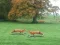 Mäng Hunted Fox Internetis