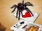 Mäng Jumping Spider Internetis