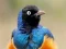 Mäng Animal Puzzle: Wildlife & Logic Internetis
