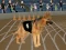 Mäng Crazy Dog Racing Fever Internetis