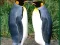 Mäng Penguin Puzzle Internetis