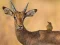 Mäng Wild Deer Jigsaw Internetis