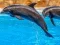 Mäng Sea Dolphin Jigsaw Internetis