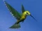 Mäng Hummingbird House Escape Internetis