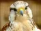 Mäng Gyrfalcon Jigsaw Internetis