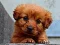 Mäng Puppy Puzzle Internetis