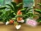 Mäng Paw Patrol: Tracker's Jungle Rescue Internetis