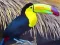 Mäng Toucan Bird Jigsaw Internetis