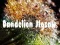 Mäng Dandelion Jigsaw Internetis
