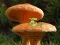 Mäng Mushroom Plant Land Escape Internetis