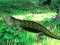 Mäng Lizard Forest Escape Internetis