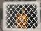 Mäng Tiger Escape 1 Internetis