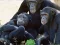 Mäng Funny Chimpanzee Jungle Escape Internetis