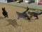 Mäng Run Cat Cat Race Internetis