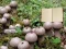 Mäng Lycoperdon Mushroom Land Escape Internetis
