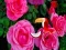 Mäng Precious Rose Escape Internetis