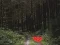 Mäng Dense Forest Deer Escape Internetis